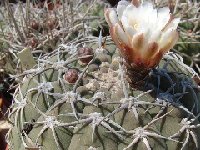 Gymnocalycium bayrianum FA ex JL614 (also available by 100-1000 seeds)